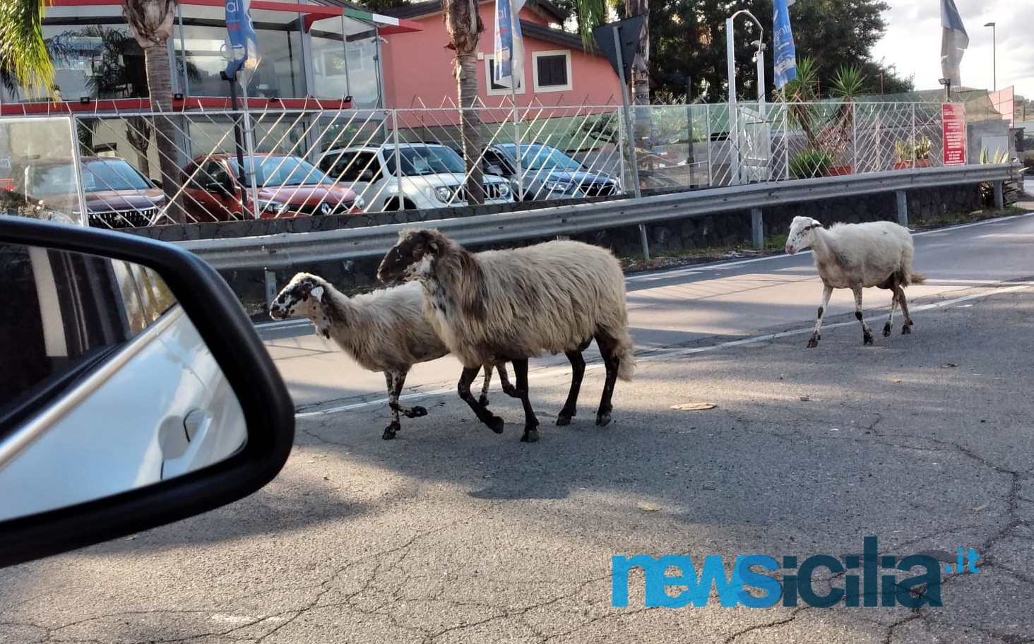 Pecore in strada a Viagrande, traffico in tilt e automobilisti impazziti – FOTO