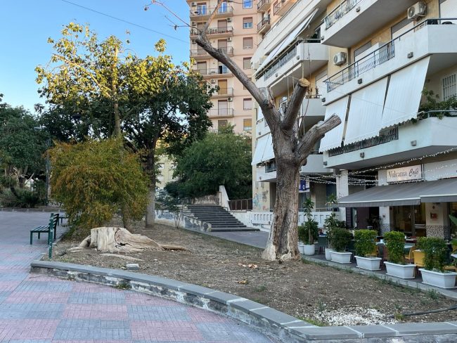 Catania, Comitato Vulcania: “In piazza Croce Rossa Italiana alberi secchi in piedi e pericolanti”