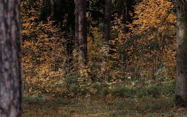 Ore di apprensione per una famiglia dispersa nel bosco di Malabotta