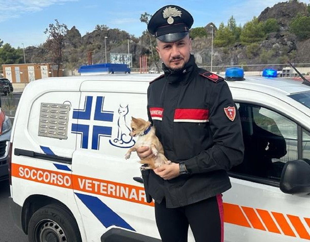 Storia a lieto fine per “Ciccino”, piccolo Chihuahua salvato dai carabinieri a Catania