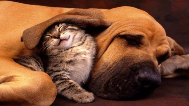 Cani e gatti in pessime condizioni, scatta la denuncia nel Ragusano