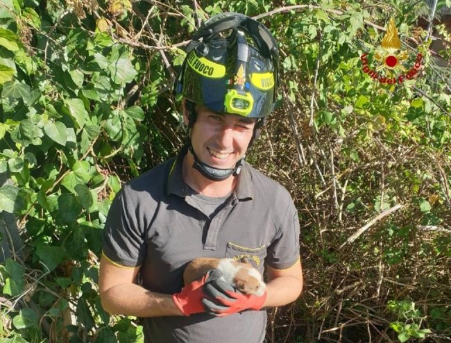 Salvati tre cuccioli di cane a Mascalucia
