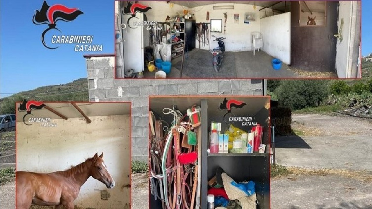 Stalla abusiva nel Catanese, il cavallo potrebbe essere stato usato per corse clandestine