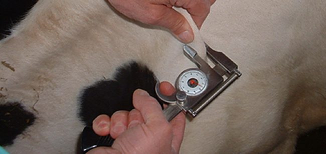 Tubercolosi bovina, sempre più frequente in Sicilia: cos’è e quali sono i rischi