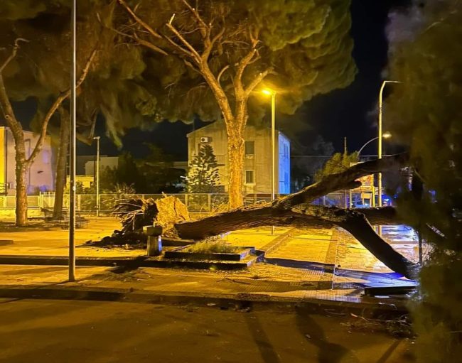 Il forte vento abbatte due alberi nel Catanese, le previsioni meteo per oggi