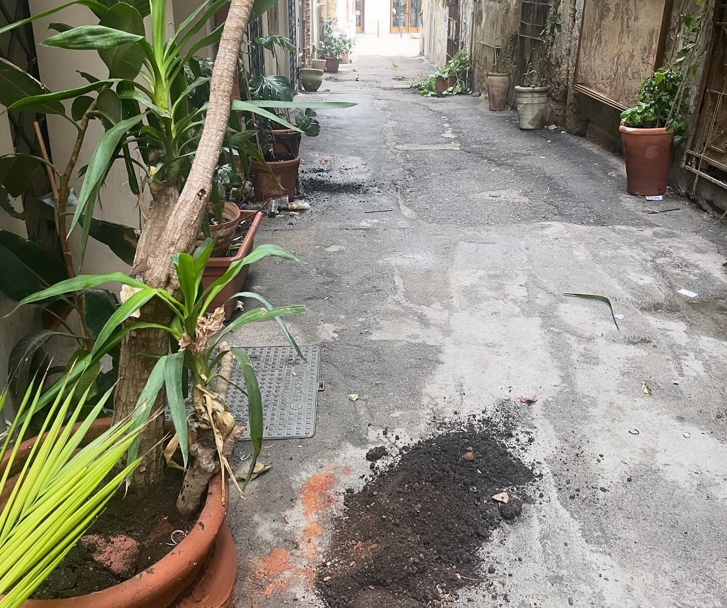 Palermo, preso di mira un bar nel centro storico: piante spezzate e vasi spaccati