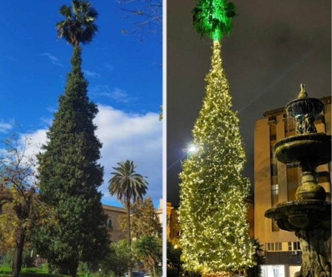 Palma di piazza Alberico Gentili a Palermo diventa Albero di Natale: oggi l’accensione