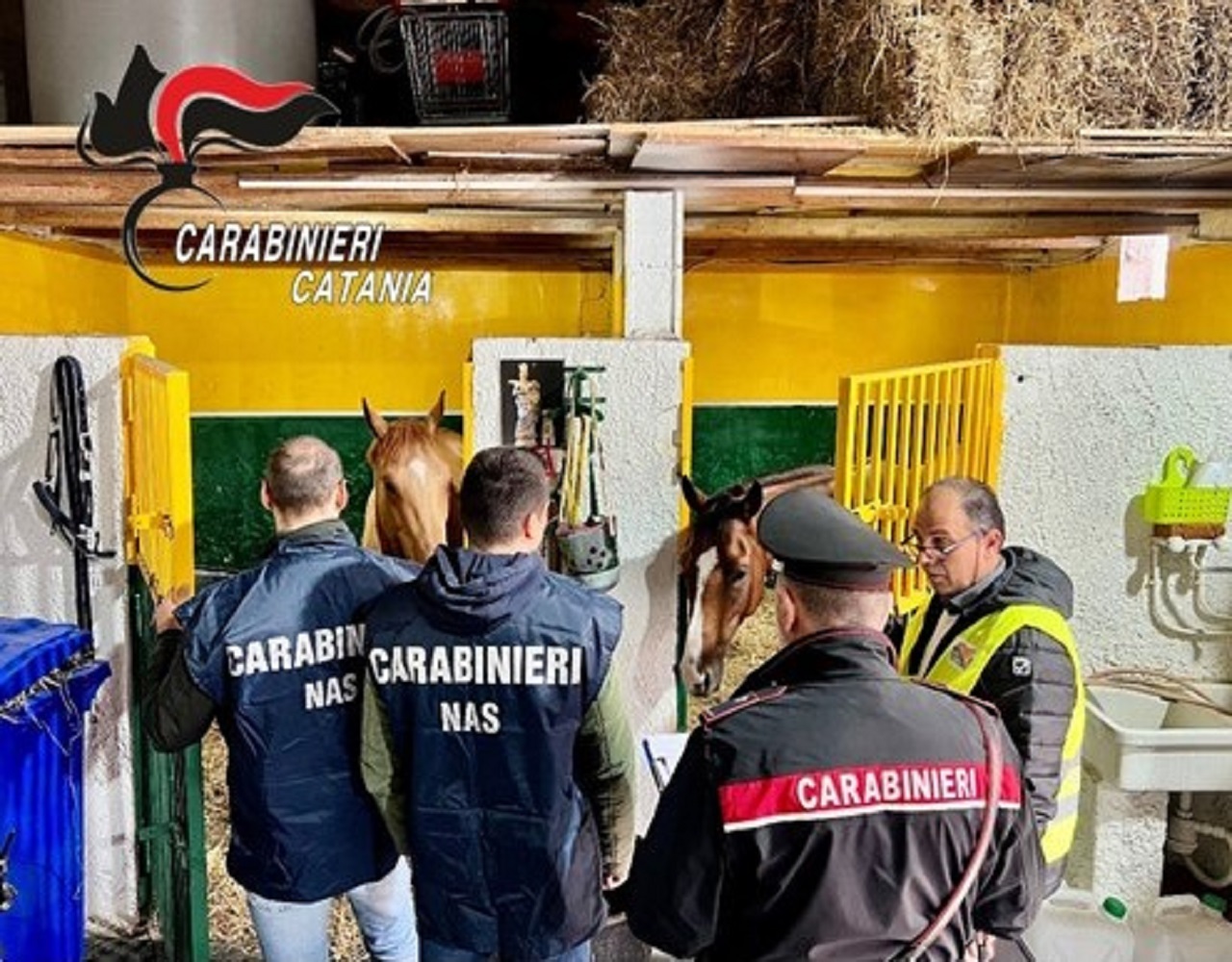 Catania, carabinieri a caccia di stalle abusive: 4 cavalli sequestrati e affidati a un maneggio