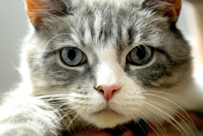 Il caso del gattino bruciato a Siracusa, identificato il colpevole