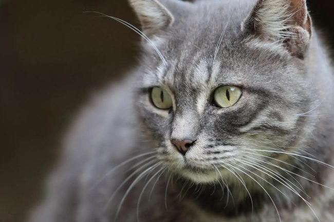 Gatto morto nel Ragusano, è il terzo in un mese. La denuncia di un avvocato