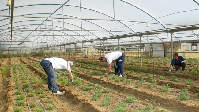 Sfruttavano marito e moglie in un terreno agricolo: denunciati due imprenditori