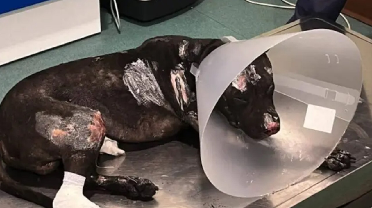 Il caso di Aron, il pitbull bruciato vivo a Palermo. L’appello per due petizioni online