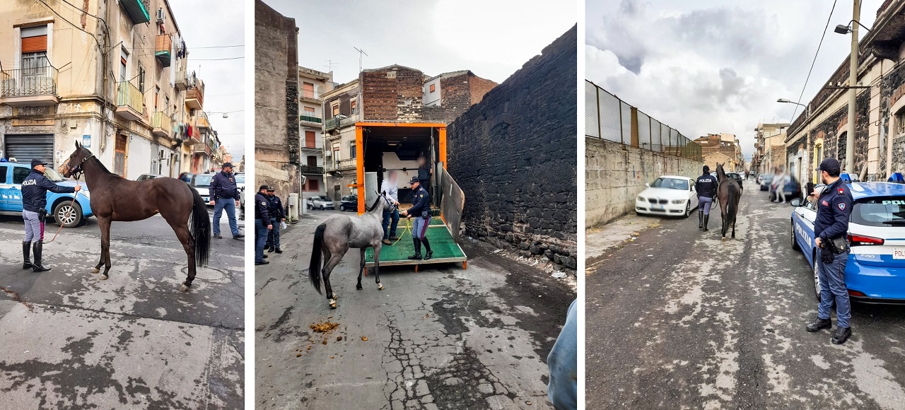 Controllate 3 stalle a San Cristoforo, sequestrati 4 cavalli e farmaci dopanti – VIDEO