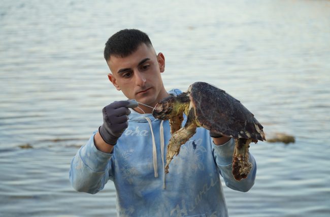 Tartarughina marina senza vita lungo la costa dell’Area Marina Protetta del Plemmirio