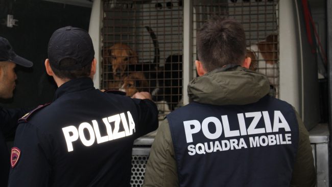 Cani in ipotermia e malnutriti chiusi in gabbia: uomo denunciato per maltrattamento di animali – VIDEO