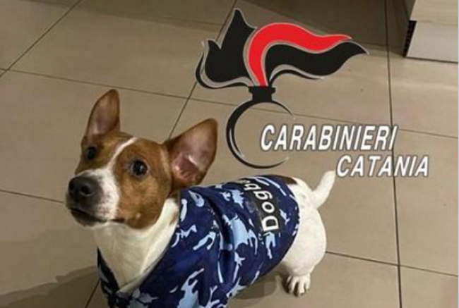 Cagnolino rischia di soffocare, i carabinieri gli salvano la vita