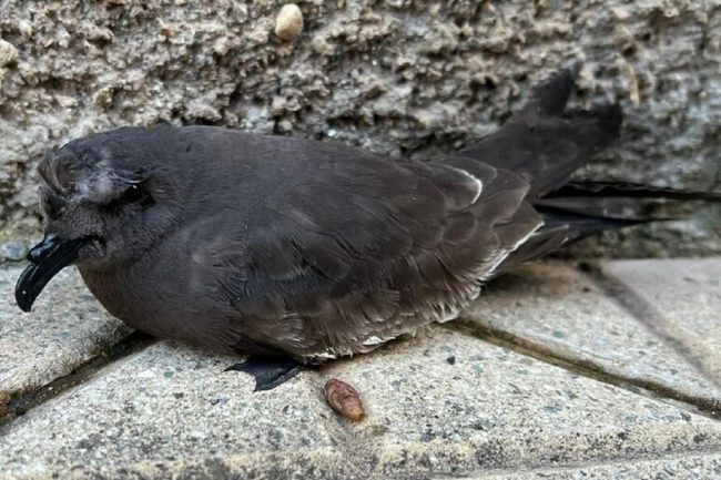 Raro esemplare di uccello delle tempeste salvato da un 13enne