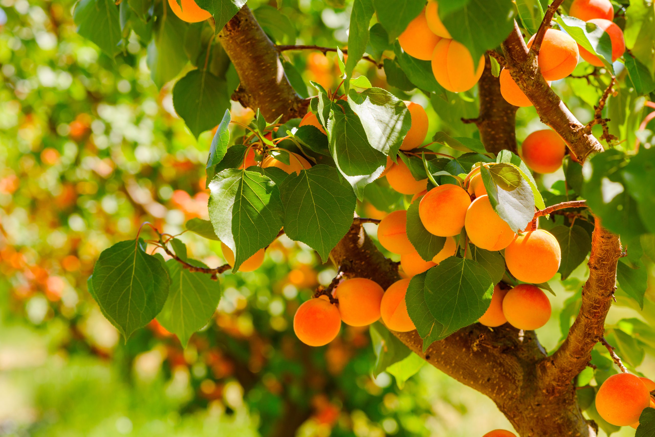 Alberi da frutto illegali anche in Sicilia, aumentano i controlli alle aziende agricole