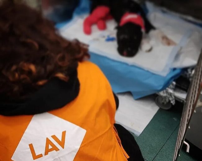 Aron è morto, il pitbull bruciato vivo dal suo padrone: ennesima sconfitta della società