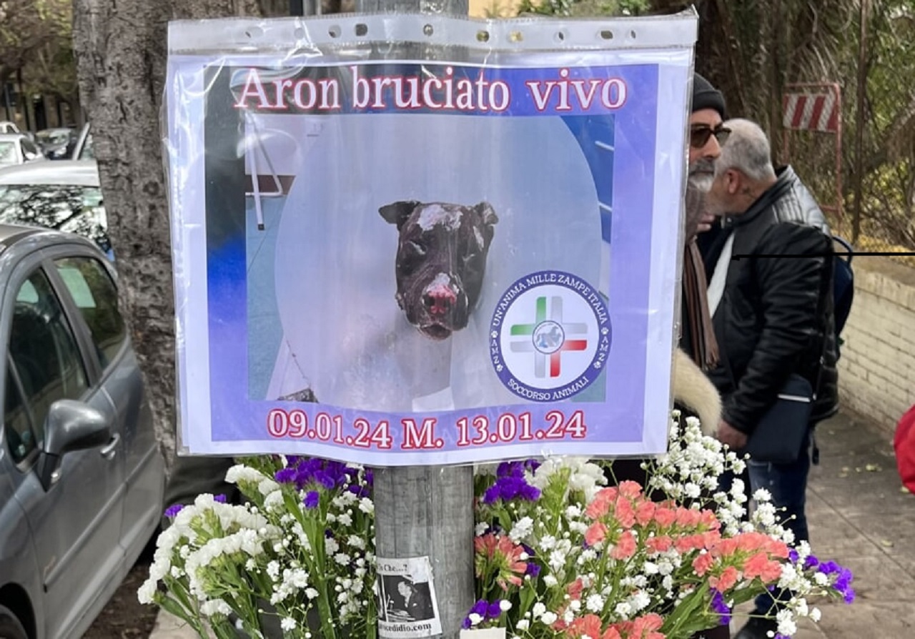 Giustizia per Aron, la manifestazione a Palermo per il pitbull arso vivo dal padrone