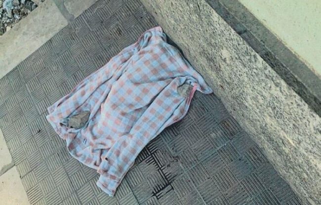 Gatto sbranato da un cane a Vittoria, intimidazione al legale che ha denunciato i fatti