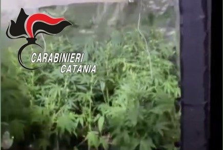 Da Gravina a Belpasso per curare le sue piantine di droga: il blitz e l’arresto – VIDEO