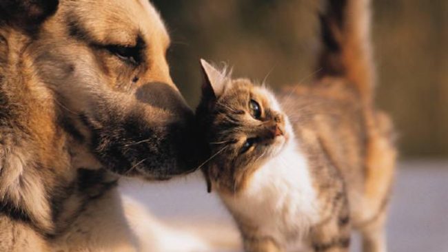 Non si ferma la violenza sugli animali, gatto con la testa schiacciata e cagnolino avvelenato