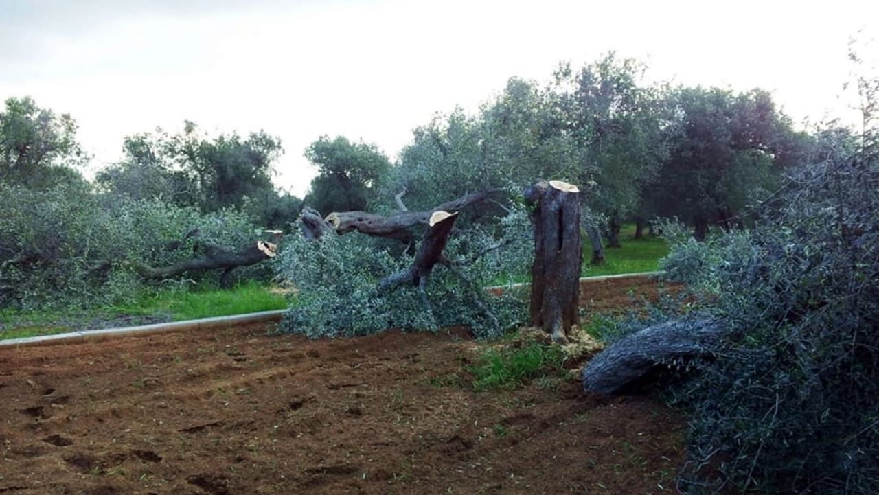 Tagliati otto alberi di ulivo nell’Agrigentino: intimidazione all’assessore Piazza