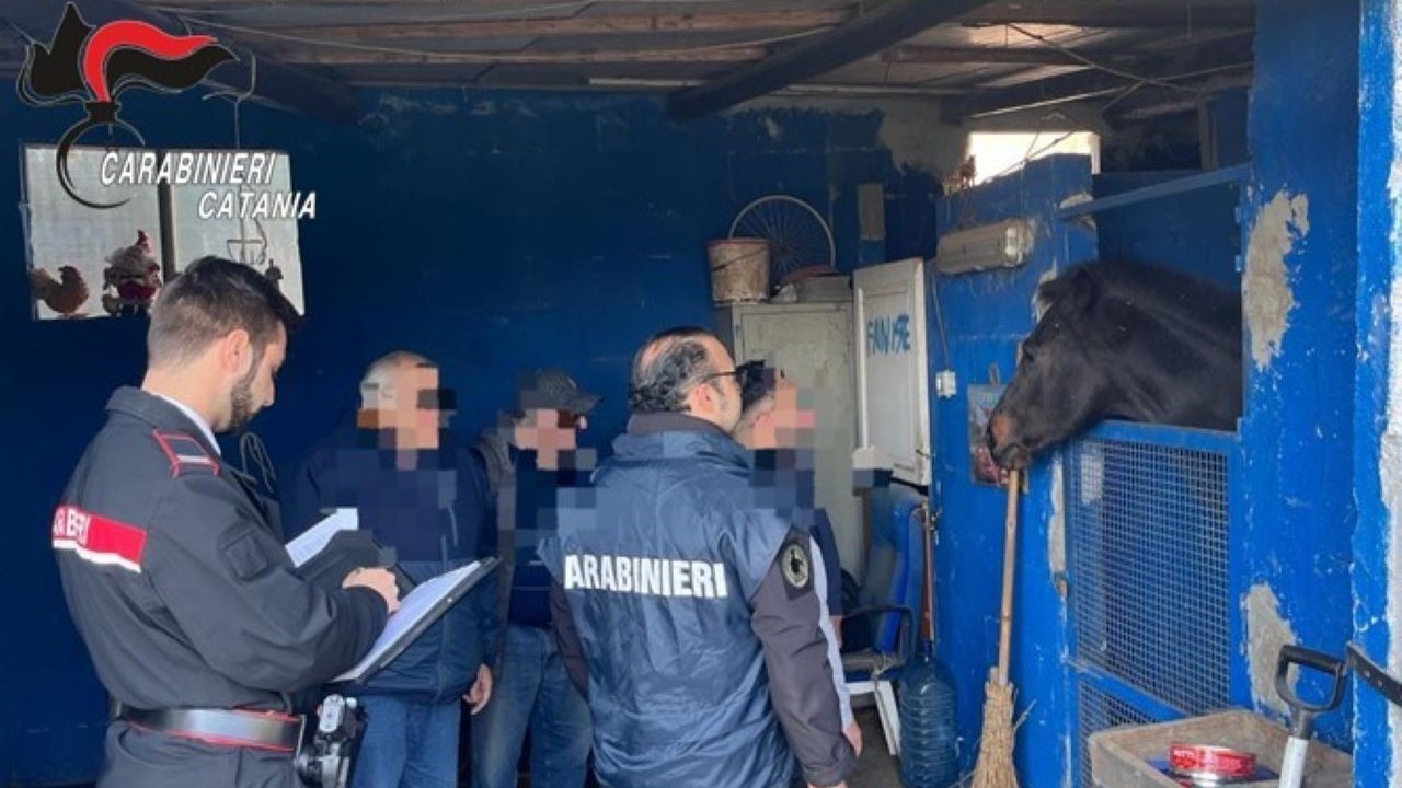 Catania, stalle abusive al Villaggio Dusmet: sequestrati un cavallo e un pony