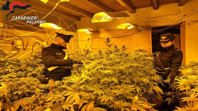 Monreale, in manette coltivatori di cannabis e ladri di energia elettrica