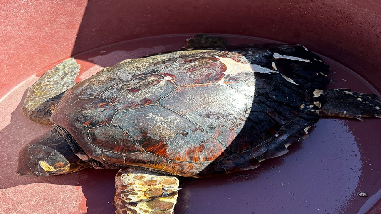 Siracusa, salvata una tartaruga ferita sulla baia di Santa Panagia