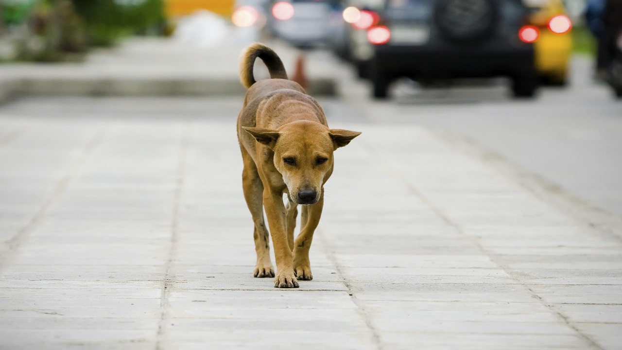 Avvelenati sei cani nell’Agrigentino, taglia di duemila euro per rintracciare i responsabili