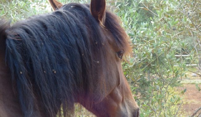Corse clandestine di cavalli a Messina, la segnalazione al Questore