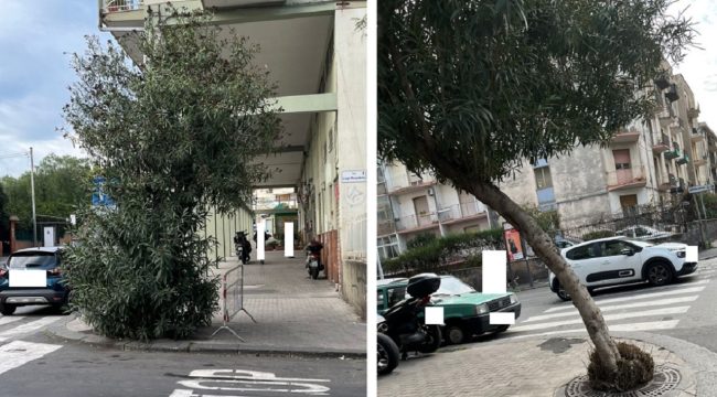 Due Nerium Oleander pericolosi tra via Pirandello e via Torino: l’appello del Comitato Vulcania