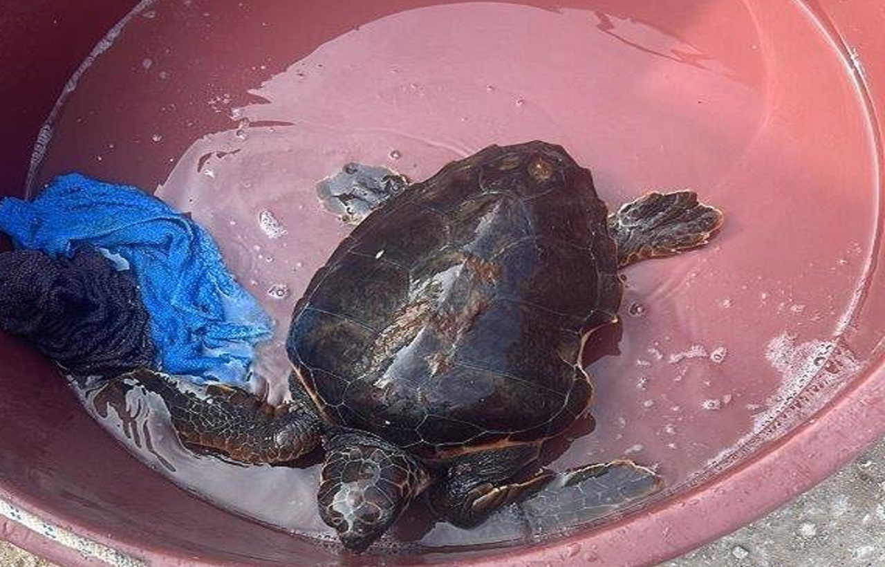 Un’altra tartaruga salvata nel Siracusano, trovata “Caretta-Caretta” a Fontane Bianche