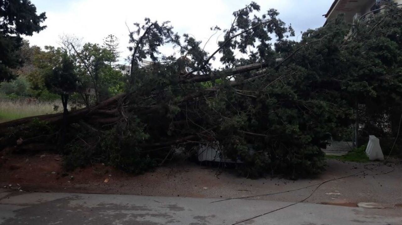 Maltempo in Sicilia, Palermo colpita da raffiche di vento: camion ribaltato e alberi caduti