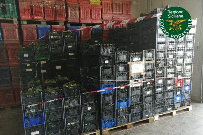 Oltre 1 tonnellata di ortaggi sequestrati a Catania donati in beneficienza