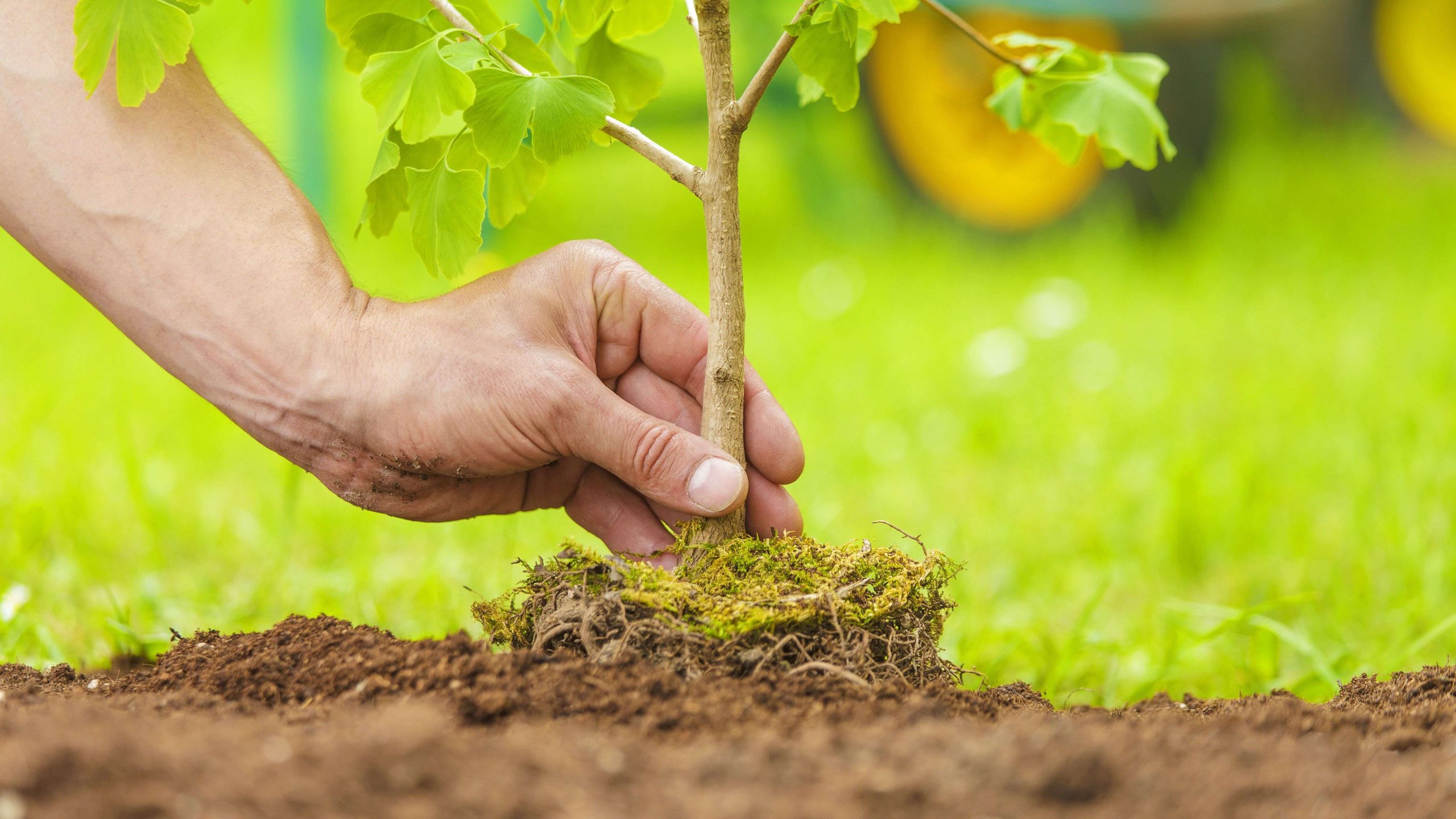 Gli studenti per il territorio: la CPS Catania pianta 30 alberi in Sicilia