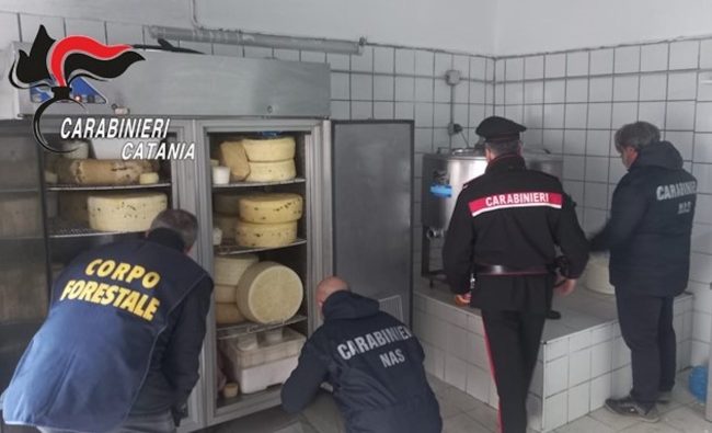 Catania, chiuso caseificio abusivo a San Cristoforo – VIDEO