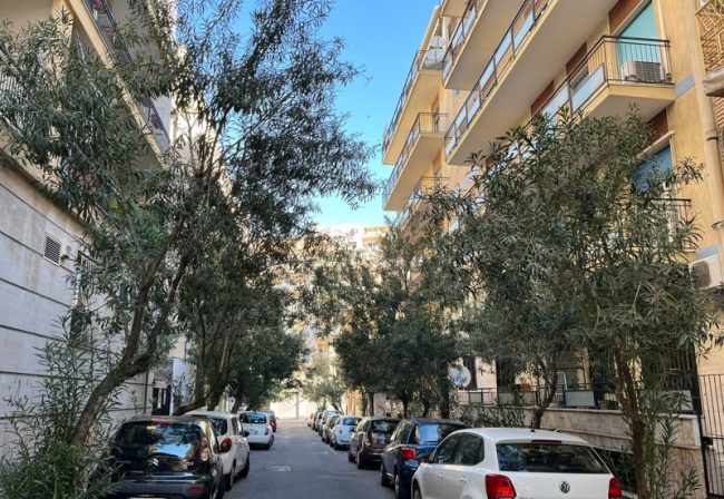 Alberi e rami nelle abitazioni, richiesta potatura del Comitato Vulcania nelle vie Alessi e Salvatore Paola