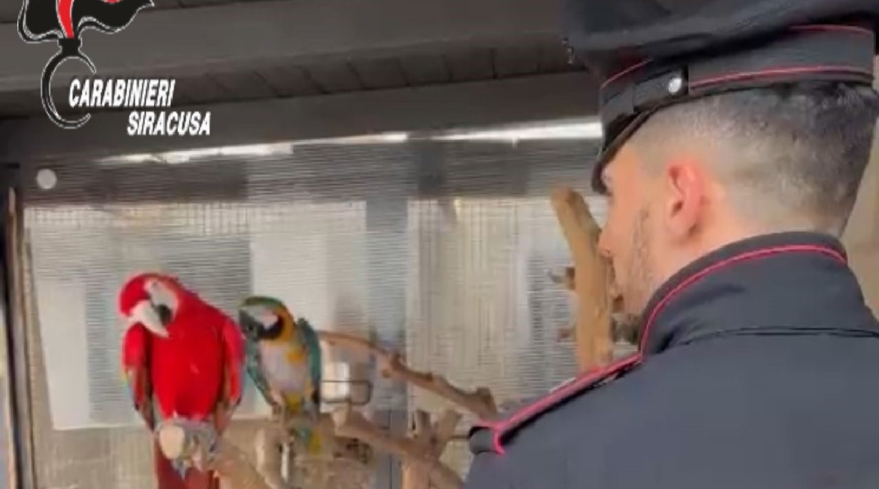 Deteneva pappagalli e tartarughe in pessime condizioni: denunciato un 35enne – VIDEO