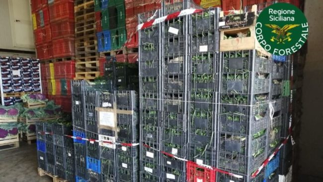 Controlli sul grano che arriva dall’estero: le operazioni del Noras