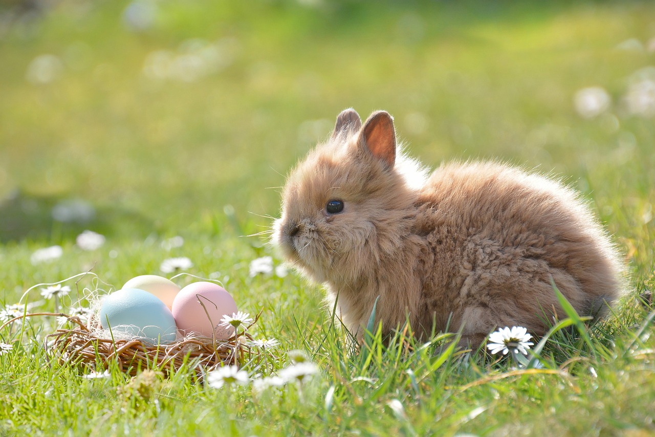La storia del coniglio pasquale