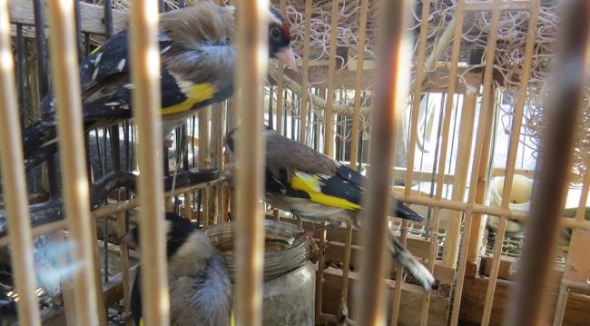 Nuovo sequestro di fauna protetta al mercato di Ballarò