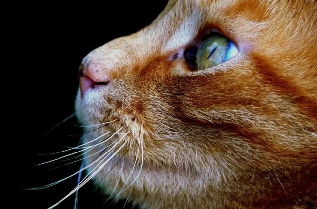 Gatto bastonato a San Giuseppe Jato, nel corpo anche schegge di proiettili: è grave