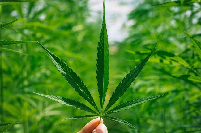 Che cos’è e perché è importante il cannabidiolo