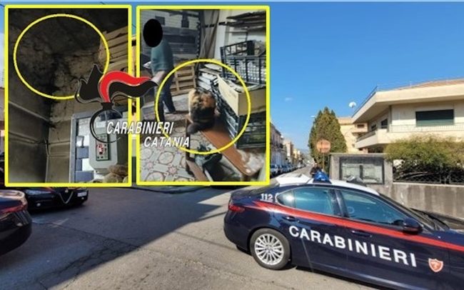 Chiuso panificio di Giarre, non solo sporcizia: tra la farina e il pane anche un gatto