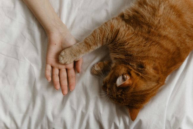 Al “De Felice-Olivetti” di Catania parte l’attività sportiva con gli animali “Quattro zampe nel cuore”
