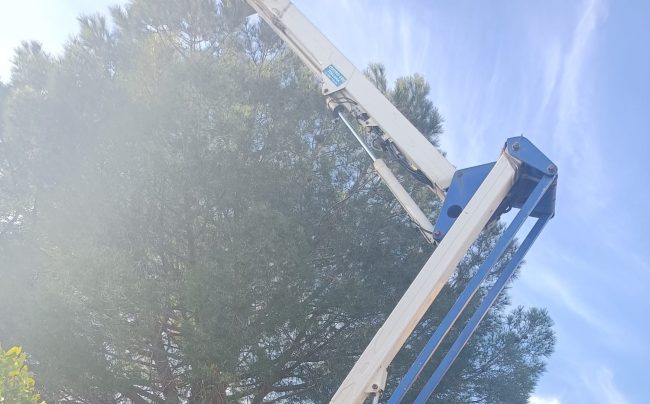 Avviata la disinfestazione da processionaria a Mascalucia
