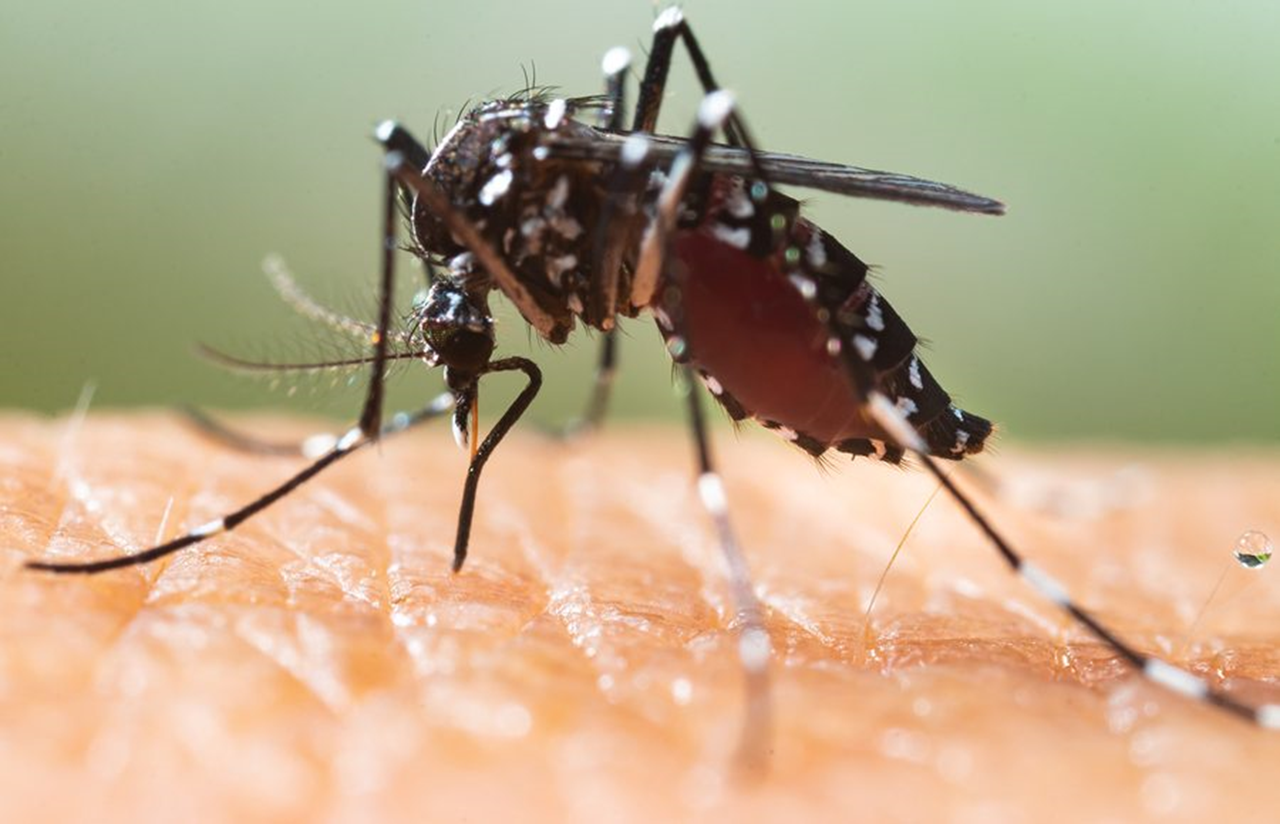 Nuova minaccia per la salute, 3 milioni e mezzo di persone colpite dalla zanzara dengue